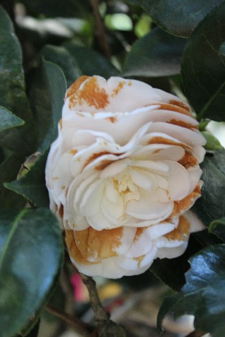 Name:  IMG_1224.jpg
Views: 372
Size:  59.5 KB