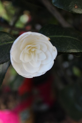 Name:  IMG_1225.jpg
Views: 350
Size:  40.4 KB