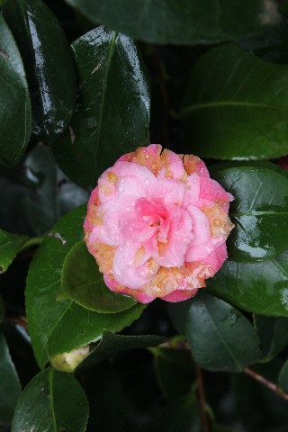 Name:  IMG_1405.jpg
Views: 352
Size:  59.6 KB