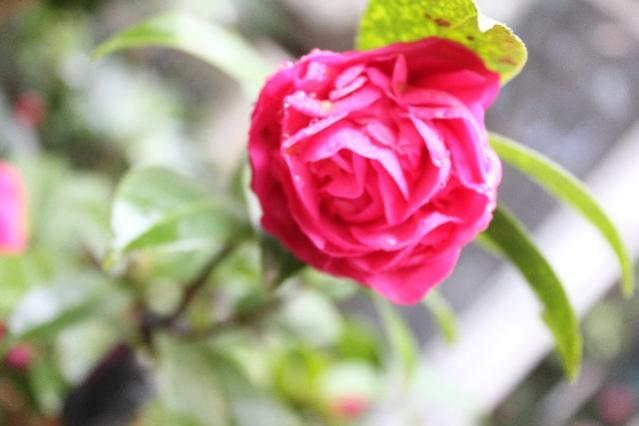 Name:  IMG_1407.jpg
Views: 345
Size:  28.8 KB