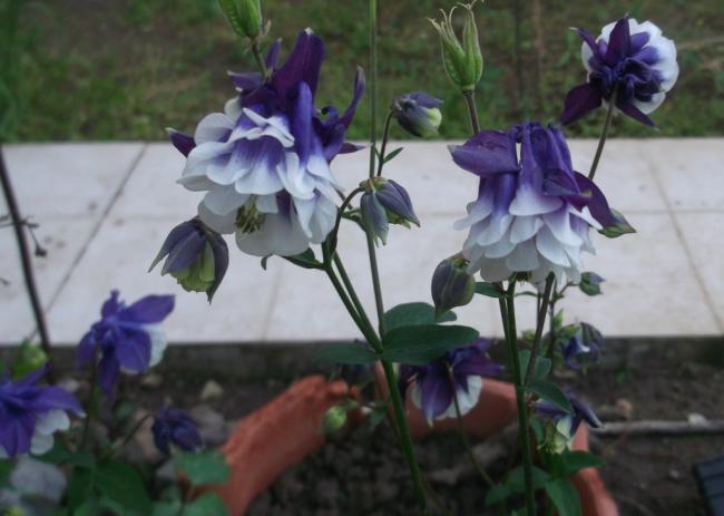 Name:  DSCF1107.jpg
Views: 415
Size:  36.2 KB