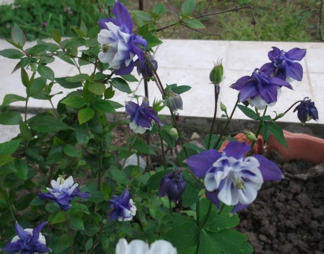 Name:  DSCF1108.jpg
Views: 415
Size:  53.3 KB