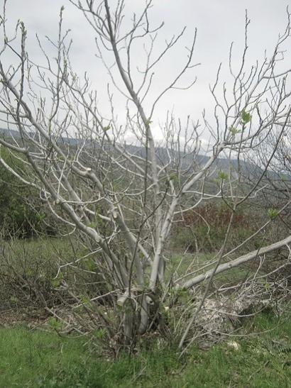 Name:  yeni bahe incir.jpg
Views: 737
Size:  54.3 KB
