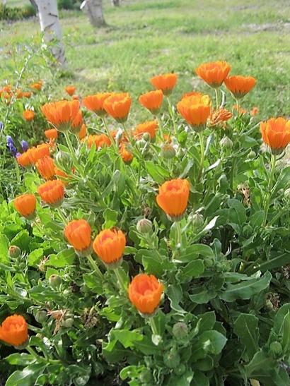 Name:  aynsafa.jpg
Views: 698
Size:  58.1 KB