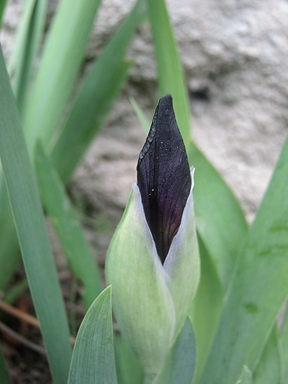 Name:  iris.jpg
Views: 624
Size:  68.1 KB