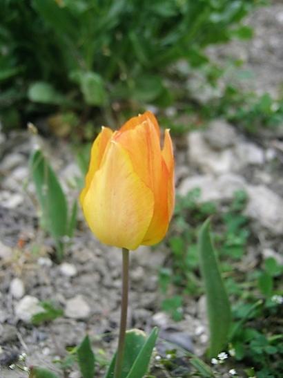 Name:  lale---.jpg
Views: 611
Size:  28.8 KB