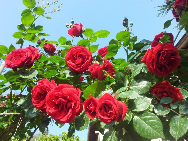 Name:  20180409_093216-min.jpg
Views: 333
Size:  70.5 KB