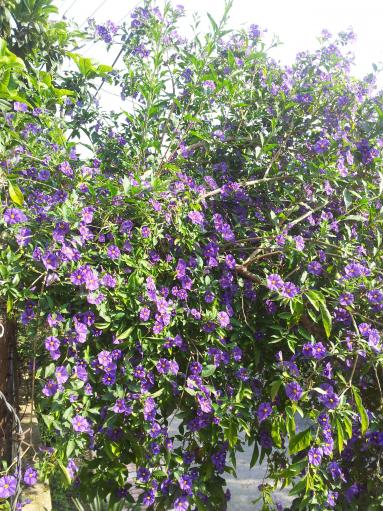 Name:  20180409_093256-min.jpg
Views: 333
Size:  76.1 KB