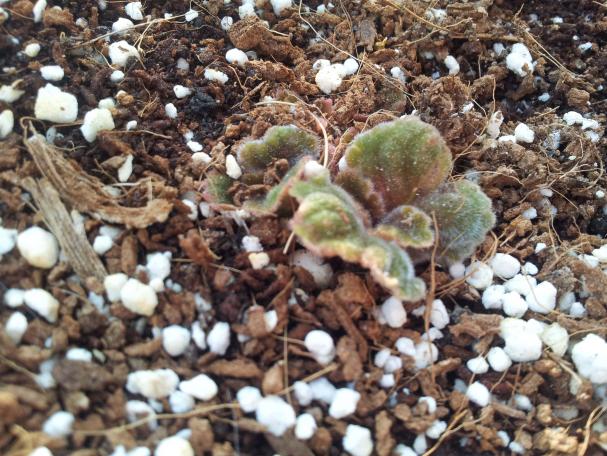 Name:  20180409_093835-min.jpg
Views: 332
Size:  71.9 KB