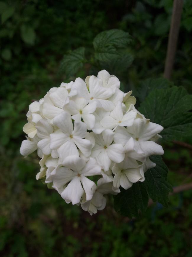 Name:  20180411_100058-min.jpg
Views: 596
Size:  43.8 KB