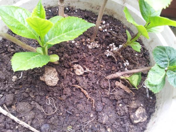 Name:  20180411_095858-min.jpg
Views: 601
Size:  71.6 KB