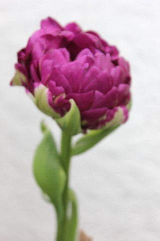 Name:  IMG_1305.jpg
Views: 298
Size:  38.6 KB