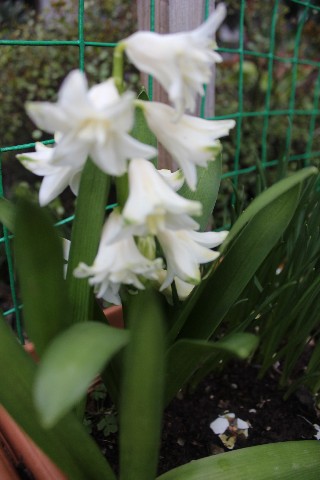 Name:  IMG_1161.jpg
Views: 265
Size:  58.2 KB