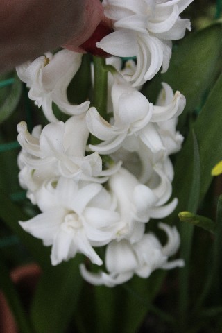 Name:  IMG_1291.jpg
Views: 240
Size:  51.8 KB