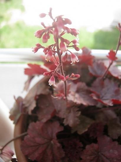 Name:  heuchera.jpg
Views: 645
Size:  23.5 KB