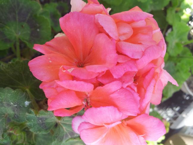 Name:  20180418_105236-min.jpg
Views: 459
Size:  40.2 KB