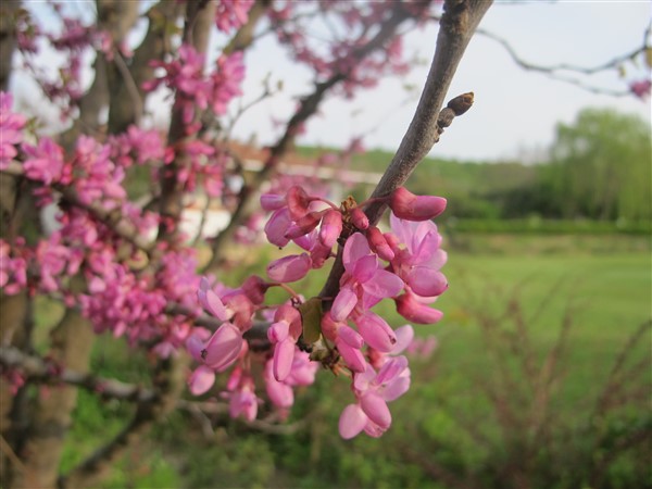 Name:  IMG_2473 (600 x 450).jpg
Views: 432
Size:  69.5 KB