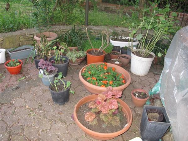 Name:  IMG_2543 (600 x 450).jpg
Views: 410
Size:  55.0 KB