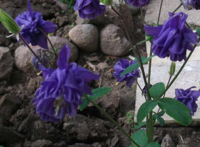 Name:  DSCF1133.jpg
Views: 321
Size:  46.1 KB