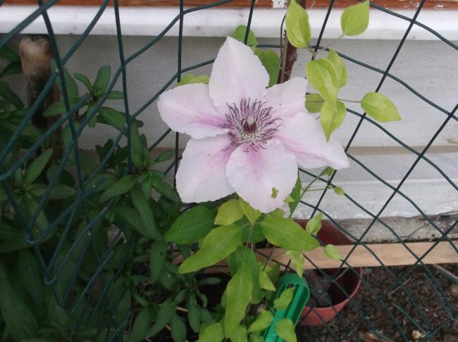 Name:  DSCF1134.jpg
Views: 593
Size:  47.9 KB