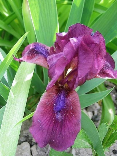 Name:  iris.jpg
Views: 909
Size:  41.8 KB