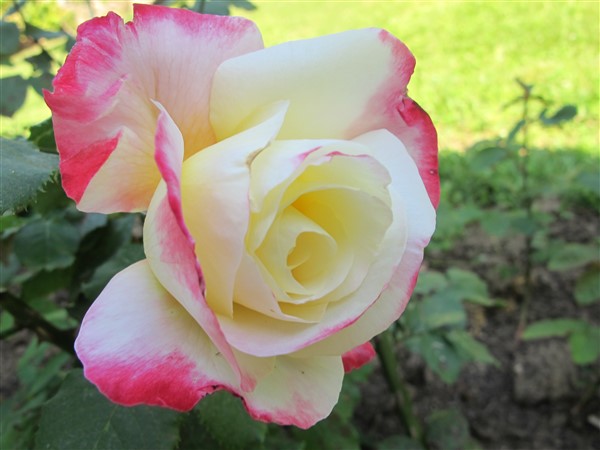 Name:  IMG_2642 (600 x 450).jpg
Views: 551
Size:  62.3 KB