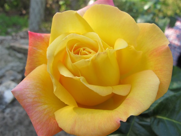 Name:  IMG_2634 (600 x 450).jpg
Views: 583
Size:  56.5 KB