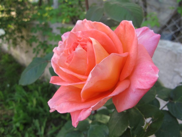 Name:  IMG_2639 (600 x 450).jpg
Views: 568
Size:  62.4 KB