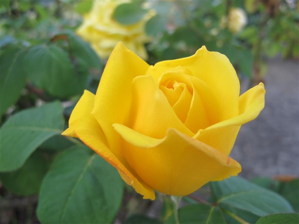 Name:  IMG_2607 (600 x 450).jpg
Views: 569
Size:  48.9 KB