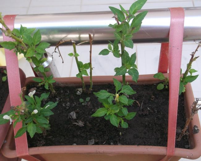 Name:  DSCF1201.jpg
Views: 448
Size:  48.6 KB
