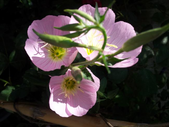 Name:  20180428_095405-min.jpg
Views: 256
Size:  34.5 KB