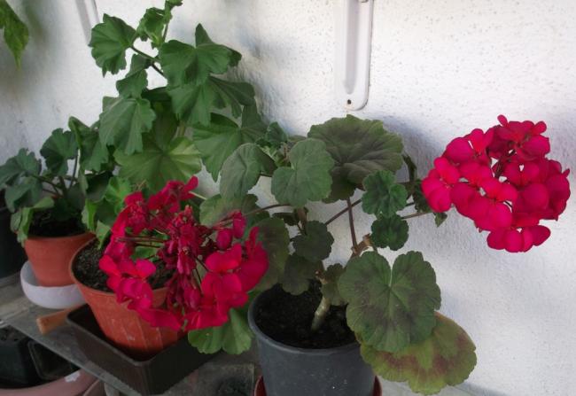 Name:  DSCF1189.jpg
Views: 419
Size:  39.5 KB