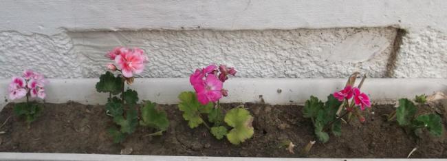 Name:  DSCF1219.jpg
Views: 400
Size:  26.0 KB