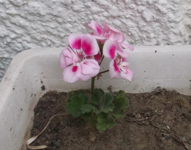 Name:  DSCF1221.jpg
Views: 388
Size:  44.3 KB