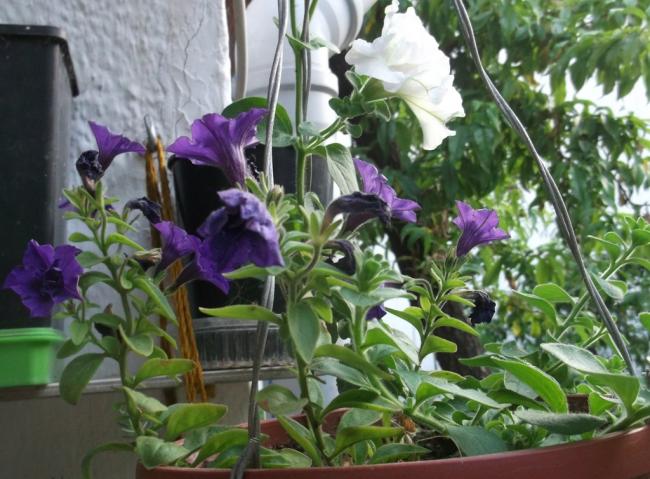 Name:  DSCF1265.jpg
Views: 409
Size:  58.6 KB