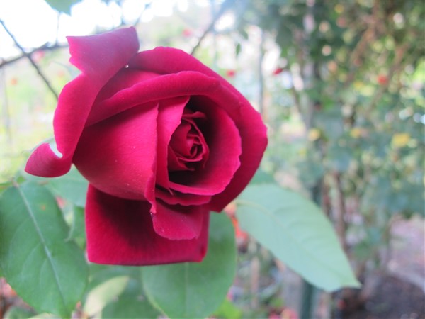 Name:  IMG_2670 (600 x 450).jpg
Views: 452
Size:  58.1 KB