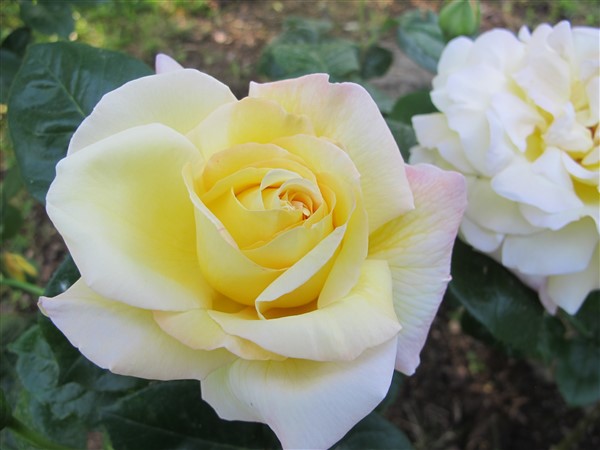 Name:  IMG_2681 (600 x 450).jpg
Views: 442
Size:  58.0 KB