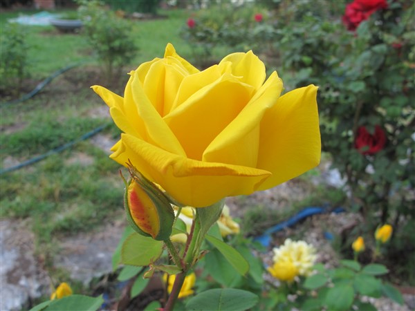 Name:  IMG_2693 (600 x 450).jpg
Views: 436
Size:  69.8 KB