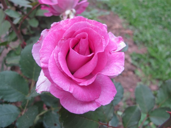 Name:  IMG_2737 (600 x 450).jpg
Views: 448
Size:  66.6 KB