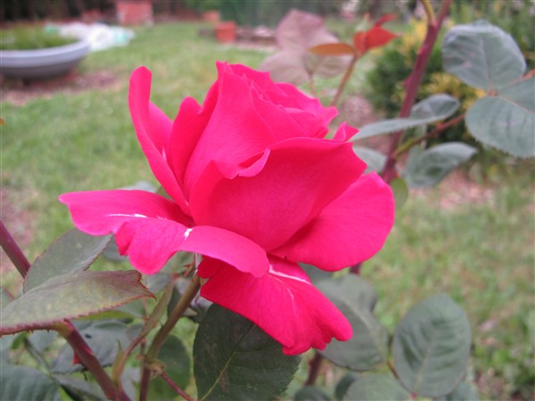 Name:  IMG_2749 (600 x 450).jpg
Views: 437
Size:  64.7 KB