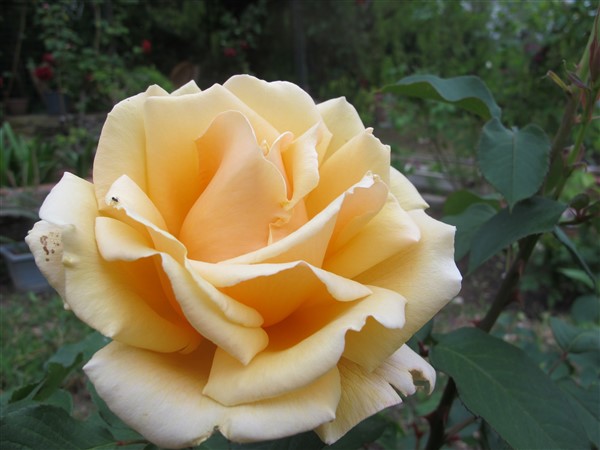 Name:  IMG_2758 (600 x 450).jpg
Views: 474
Size:  62.9 KB