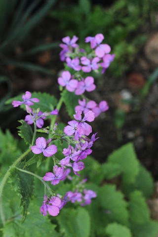 Name:  IMG_1594.jpg
Views: 543
Size:  60.8 KB