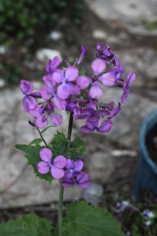 Name:  IMG_1596.jpg
Views: 530
Size:  57.0 KB