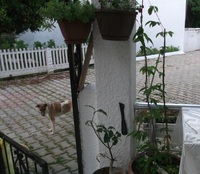 Name:  DSCF1247.jpg
Views: 354
Size:  62.1 KB