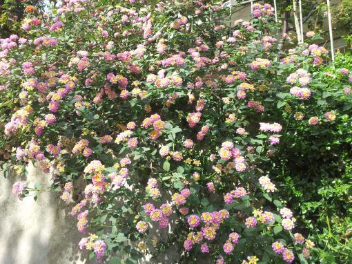 Name:  20180503_091004-min.jpg
Views: 488
Size:  72.5 KB