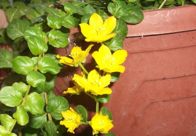 Name:  DSCF1319.jpg
Views: 830
Size:  48.1 KB