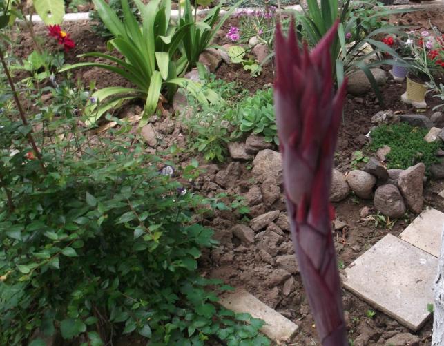 Name:  DSCF1342.jpg
Views: 821
Size:  70.3 KB