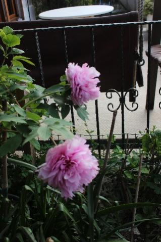 Name:  IMG_1787.jpg
Views: 473
Size:  30.0 KB