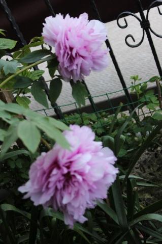 Name:  IMG_1837.jpg
Views: 481
Size:  27.0 KB