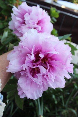 Name:  IMG_1839.jpg
Views: 462
Size:  63.5 KB